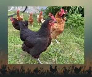 Free-range farm chickens that produce farm-fresh eggs with golden yolks